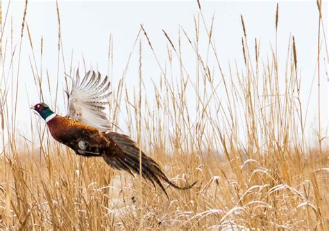 Lots of birds. . South dakota pheasant hunting